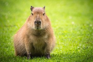 capybaras