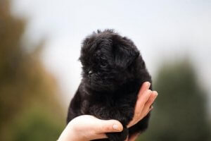 Caractéristiques et morphologie de l'Affenpinscher