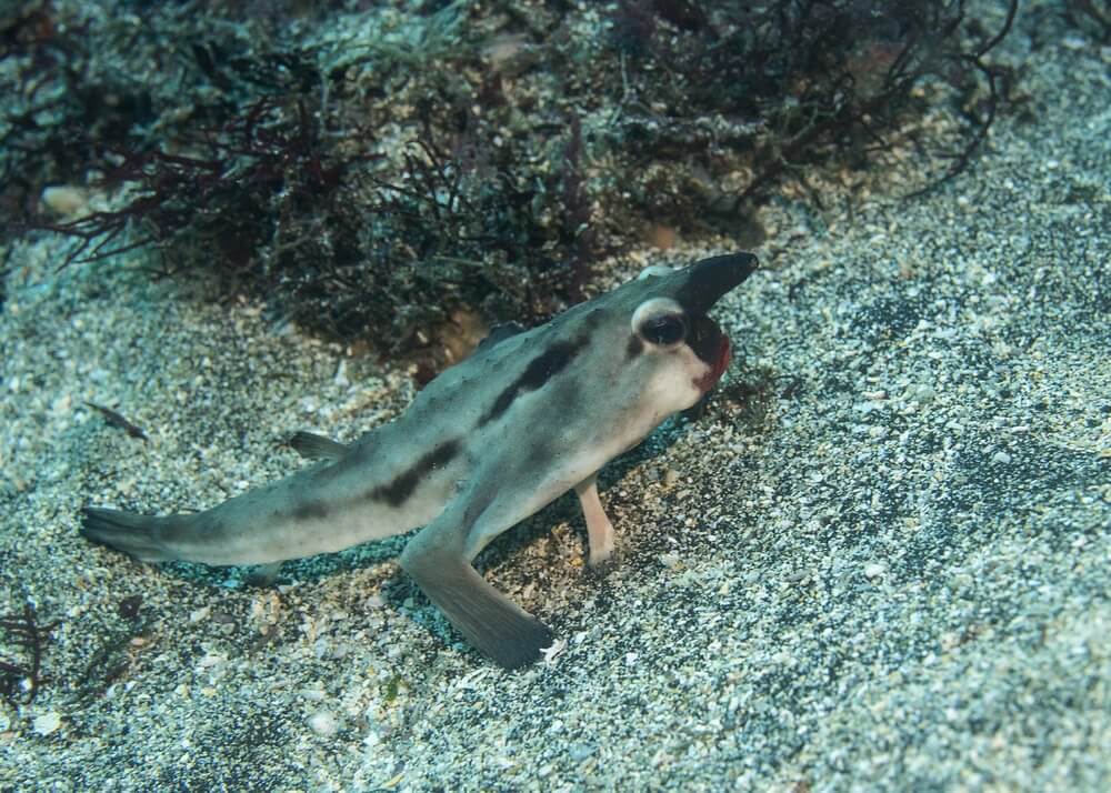 poisson chauve-souris