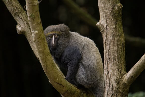 Le cercopithèque à tête de hibou : caractéristiques et habitat