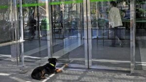 champi qui attend son maître devant l'hôpital