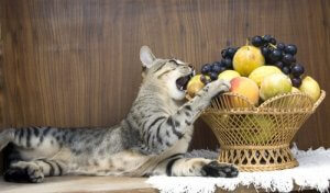 les fruits pour les chats