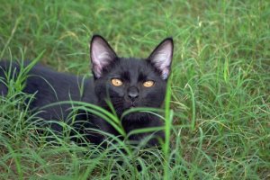 races de chats les plus affectueuses