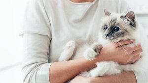 Les races de chats les plus affectueuses