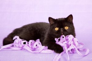 le chat exotique fait partie des races de chats les plus affectueuses