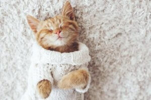 Votre chat n'aime pas le froid