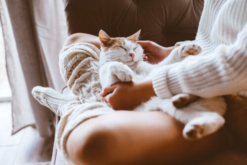 les chats perçoivent l'énergie humaine