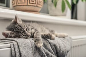 Les chats perçoivent-ils l'énergie humaine ?