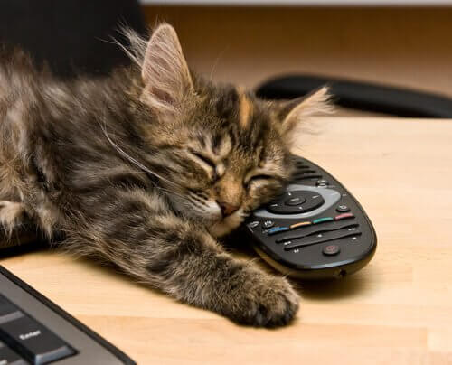 les chats perçoivent les mauvaises énergies