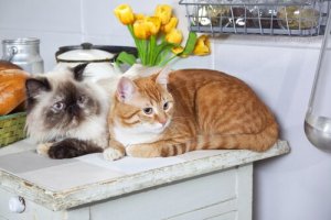 Vous êtes allergique aux chats ? Ces astuces peuvent vous aider