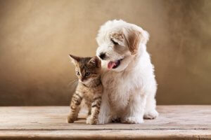 adopter un chat quand on a déjà un chien