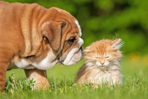 7 choses étranges que font les chiens et les chats