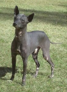 chien pila argentin