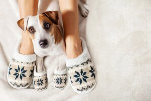 Comment garder votre animal de compagnie au chaud en hiver