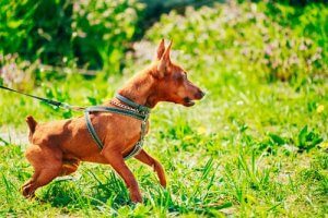 La douleur rend les chiens agressifs