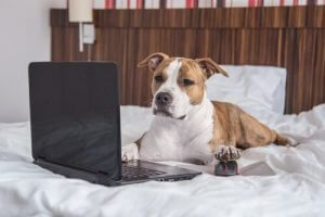 Ronaldog n'est pas le seul chien célèbre sur Internet