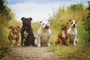 chiens célèbres dans la littérature