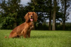 4 chiens célèbres dans la littérature