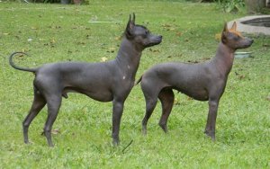 Le chien pila argentin, l'une des petites races sans poils