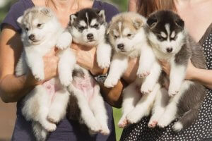 Combien de chiots ma chienne peut-elle mettre au monde ?