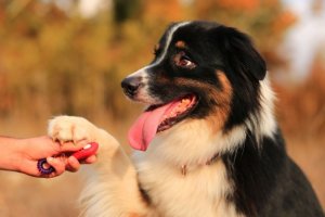 Méthode de dressage au clicker : qu'est-ce que c'est et comment la mettre en place