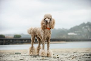 coupes pour chiens