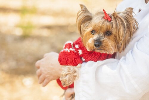 cosmétiques sur les chiens