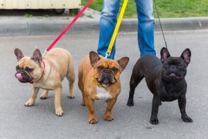 7 astuces pour que votre chien arrête de tirer sur sa laisse
