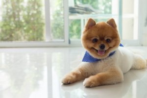 Coupes et coiffures spéciales pour chiens