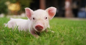 La domestication du cochon
