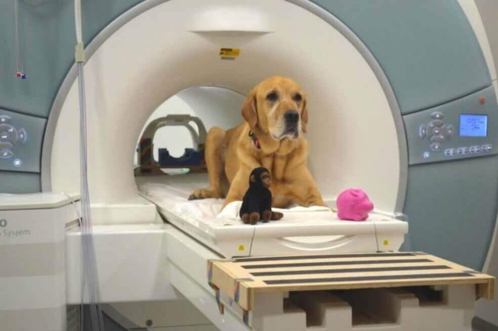 étude irm chez les chiens pour comprendre comment ils traitent les mots humains