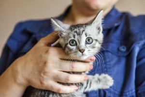 80% des personnes ayant des animaux domestiques ne savent pas en prendre soin