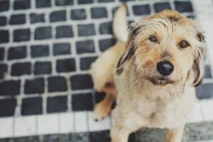 Comment prévenir la grippe chez le chien