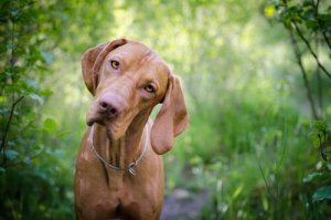 Pourquoi est-il important de connaître le groupe sanguin de votre chien ?