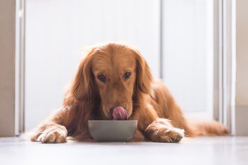 La routine de votre chien : les habitudes à mettre en place