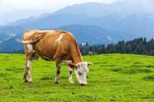 L'importance des herbivores