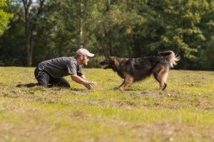 chien et son maître en train de jouer