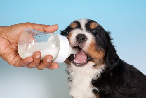 l'alimentation d'un chiot sevré prématurément