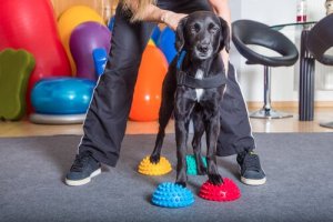 Les chiens ont-ils une mémoire à court ou à long terme ?