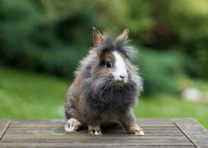 Découvrez le lapin à tête de lion