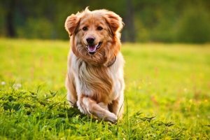 10 astuces pour que le pelage de votre animal soit magnifique