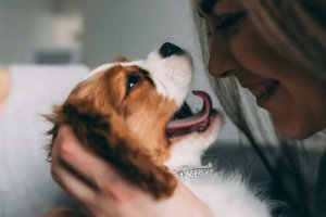 Pouvez-vous parler à votre chien ?