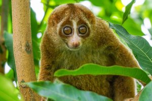 loris lent