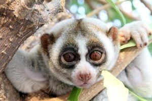Découvrez le loris lent