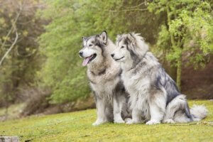Chiens : comment choisir entre un mâle et une femelle