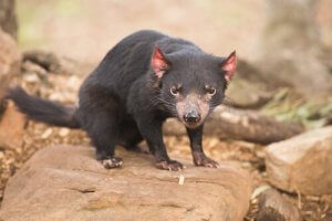 L'Australie, le pays des marsupiaux
