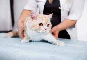 Les mauvaises pratiques vétérinaires