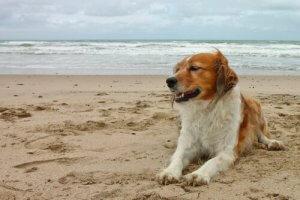 Mon chien a des vertiges : que faire ?