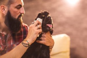 Comment nettoyer les yeux d'un chien