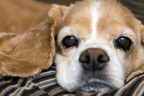 solutions pour un chien qui saigne du nez